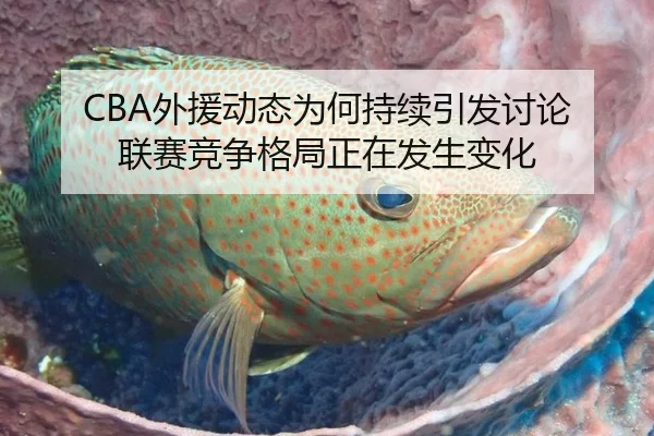 CBA外援动态为何持续引发讨论 联赛竞争格局正在发生变化