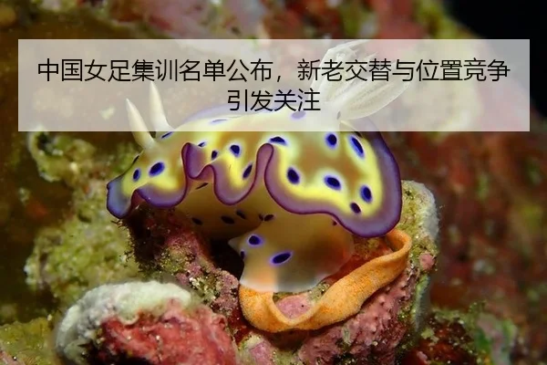 中国女足集训名单公布，新老交替与位置竞争引发关注